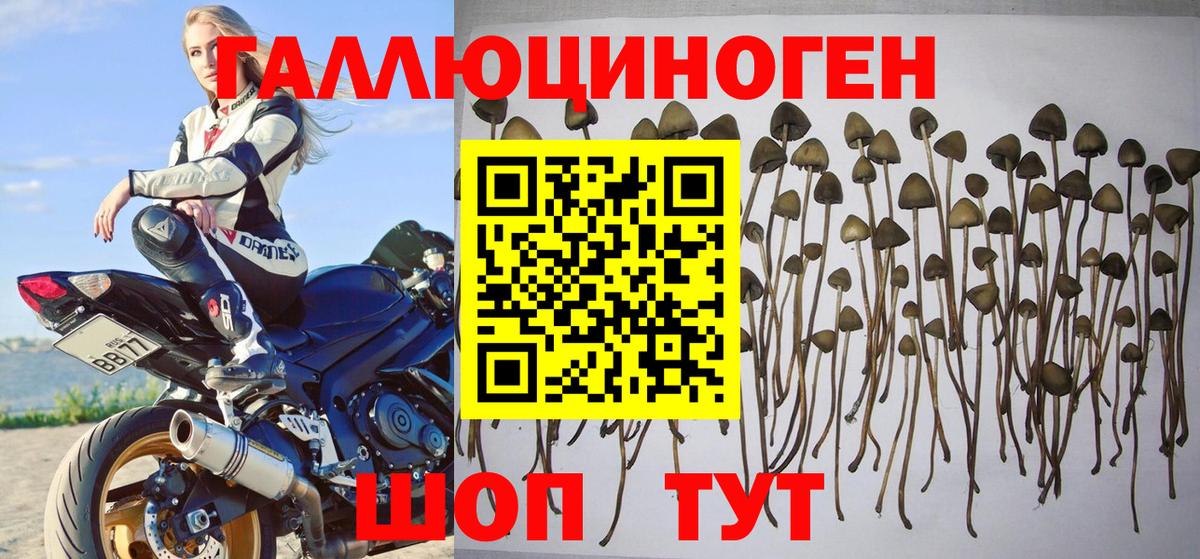 Галлюциногенные грибы прущие грибы Гуково
